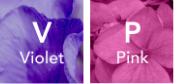 Violet Pink